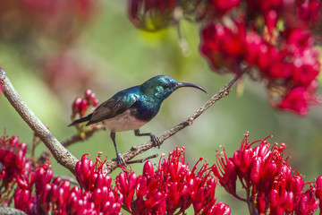 White-breasted Sunbird in Kruger National park, South Africa