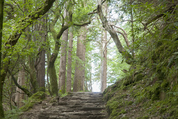 Obraz premium Kerry Way near Torc Waterfall
