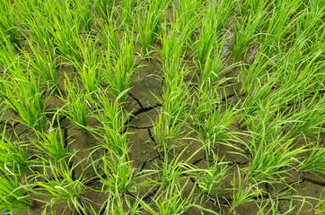the beautiful rice field , Chaingmai ,Thailand - 145217002