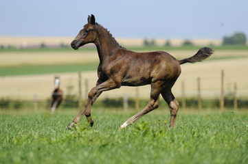 Fohlen