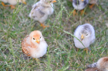 Chicks in the grass