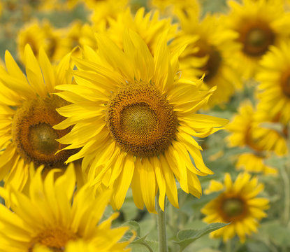 Sunflower flower bloom beautiful