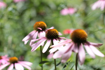 Echinacées 