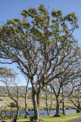 River Currane; Waterville