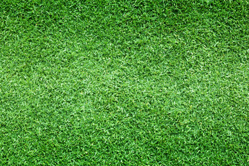 Fototapeta premium grass background Golf Courses green lawn