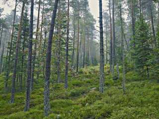 Obraz premium Wald Herbst Durchblick