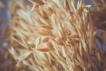wheat, blurred background