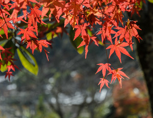 Autumn colored red maple leaves background