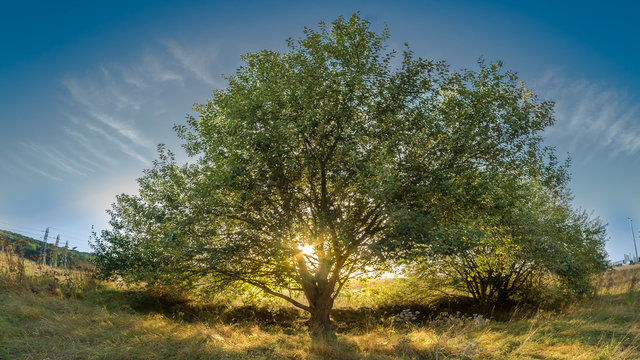 Tree of life, the true natural and pure life of the French countryside. The sun sets behind the tree.