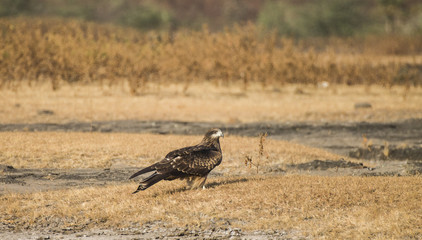 The Indian spotted eagle (Clanga hastata) is a large South Asian bird of prey. Like all typical eagles, it belongs to the family Accipitridae.
