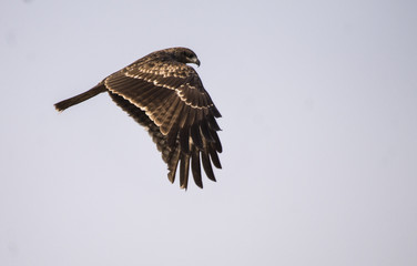 The Indian spotted eagle (Clanga hastata) is a large South Asian bird of prey. Like all typical eagles, it belongs to the family Accipitridae.