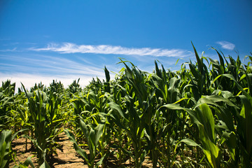 wonderful colorful green field of corn in blue sky in summer as background, bardenas, spain © Barbara C