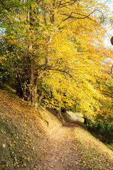 Autumn yellows on the trees in Worcestershire, United Kingdom.