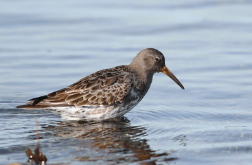 Purple sandpiper, Calidris maritima, bird of Iceland