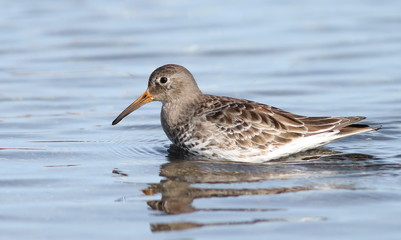 Purple sandpiper, Calidris maritima, bird of Iceland
