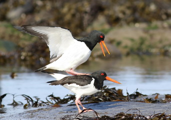Eurasian oystercatcher, Haematopus ostralegus, birds of Iceland