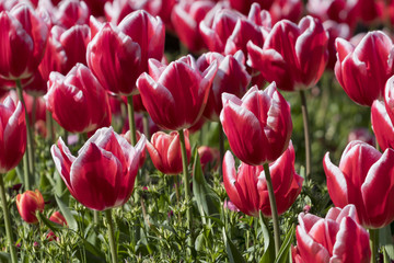 Fototapeta premium Background image of red and white tulip flowers (Tulipa gesneriana).