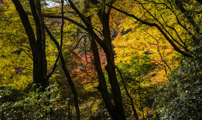 Minoo or Minoh national park in autumn, Osaka, Japan
