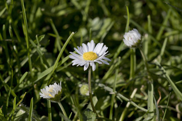 Closeup image of a daisy flower (Bellis perennis) growing in the grass.