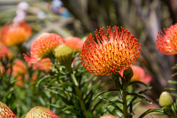 Yellow flowering leucospermum bushes, also known as pincushion protea. Stunning inflorescences, blooming in early spring. Plant belonging to Proteaceae family.