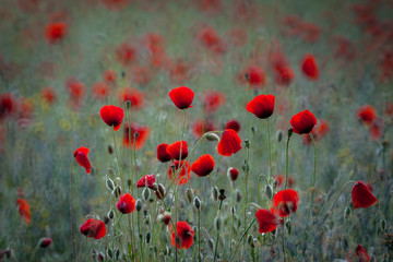 Fototapeta premium Glowing wilde red poppies in a field