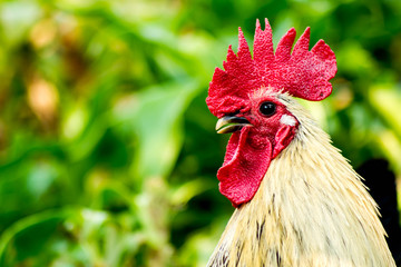 bantam