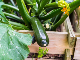 Zucchini im Garten