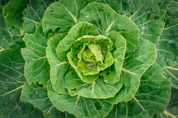 Cabbage from My Garden