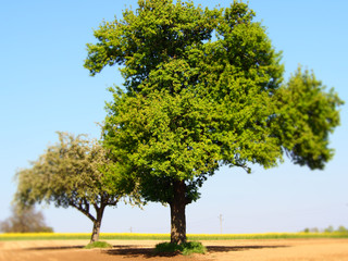 Obstb&auml;ume im Fr&uuml;hjahr