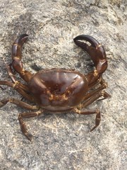 crab