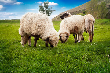 Obraz na płótnie Canvas Sheep grazing on the meadow