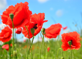 chaotic inside view of a spring poppy 
