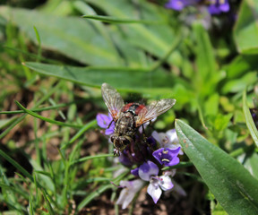 Fly on flower