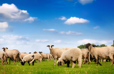 Fototapeta premium Sheep standing on the grass