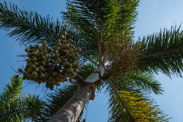 Date Palm