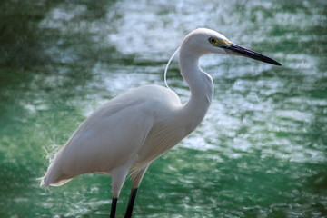 White Crane in front of a bird in Bangkok
