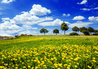 Auszeit im Frühling: Leuchtend-gelbe Löwenzahnwiese, blauer Himmel, Wolken und Bäume :)