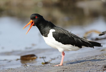 Eurasian oystercatcher, Haematopus ostralegus, birds of Iceland