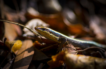 Little lizard  on fallen leafs