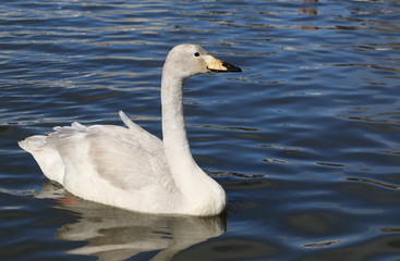 Whooper Swan, Cygnus cygnus, birds of Iceland