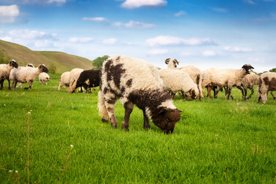Little sheep graze the grass