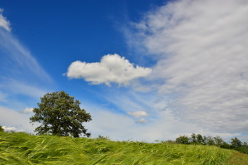 Fototapeta na wymiar Growing rye field, Agricultural Background 