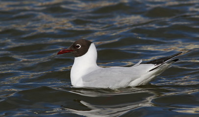 Black-headed gull, Larus ridibundus, birds of Iceland