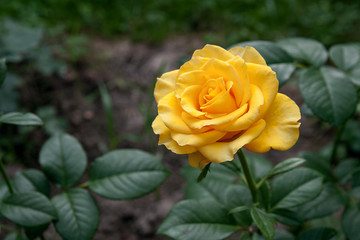 Yellow rose in the garden