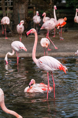 Fototapeta na wymiar Pink flamingo in water, vertical photo