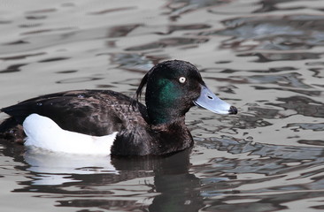 Tufted duck male, Aythya fuligula, birds of Iceland