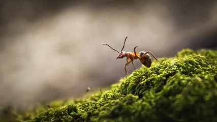 Poster Forest ant closeup © loginovsergei