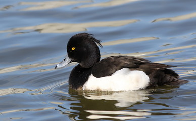 Tufted duck male, Aythya fuligula, birds of Iceland