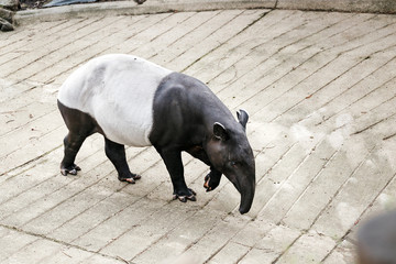 Black and white Tapir or Tapirus indicus endangered species living in Asia in the main Thailand