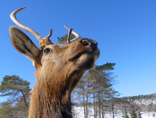 Deer head